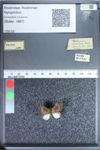 Media type: image;   Entomology 74627